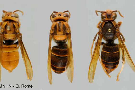 Couleur_Vespa_velutina-Q_Rome_MNHN
