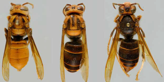 Couleur_Vespa_velutina-Q_Rome_MNHN