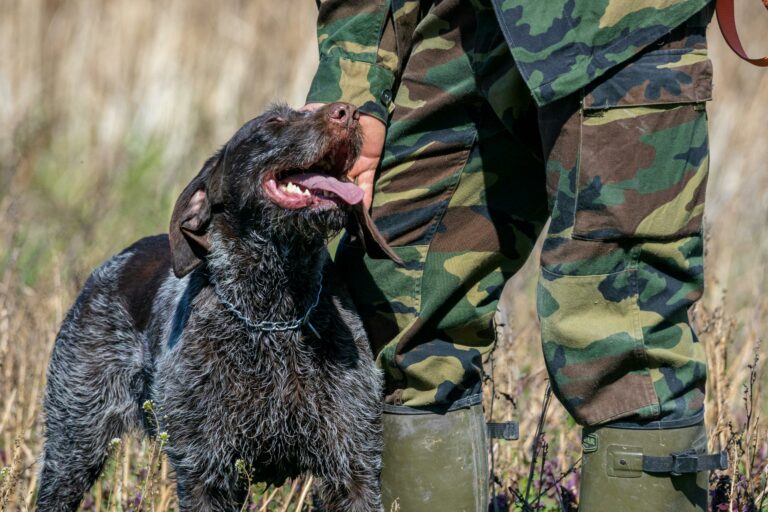 Photo par Denitsa Kireva A German Wirehaired Pointer is affectionately patting its handler in camouflage uniform outdoors.