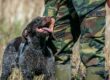 A German Wirehaired Pointer is affectionately patting its handler in camouflage uniform outdoors.