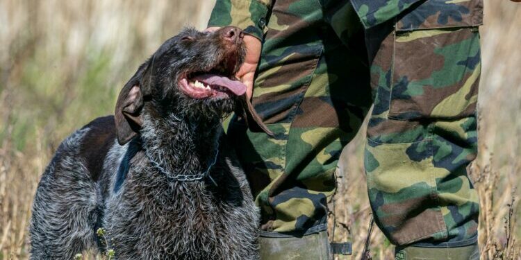 Photo par Denitsa Kireva A German Wirehaired Pointer is affectionately patting its handler in camouflage uniform outdoors.