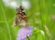 Close-up of a Painted Lady butterfly perched on a blooming purple flower in a vibrant green meadow.