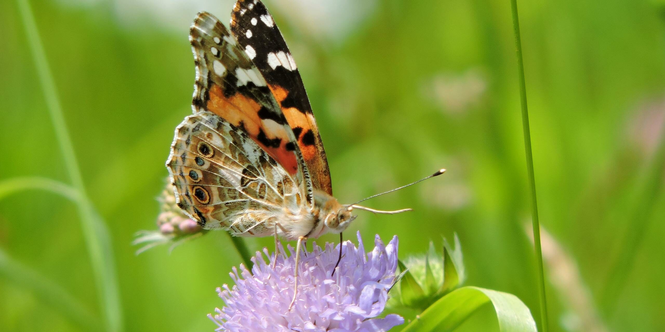 Photo par Kata Close-up of a Painted Lady butterfly perched on a blooming purple flower in a vibrant green meadow.