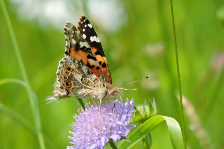 Close-up of a Painted Lady butterfly perched on a blooming purple flower in a vibrant green meadow.
