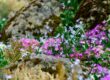 Colorful wildflowers blooming among rocks in a serene spring setting.