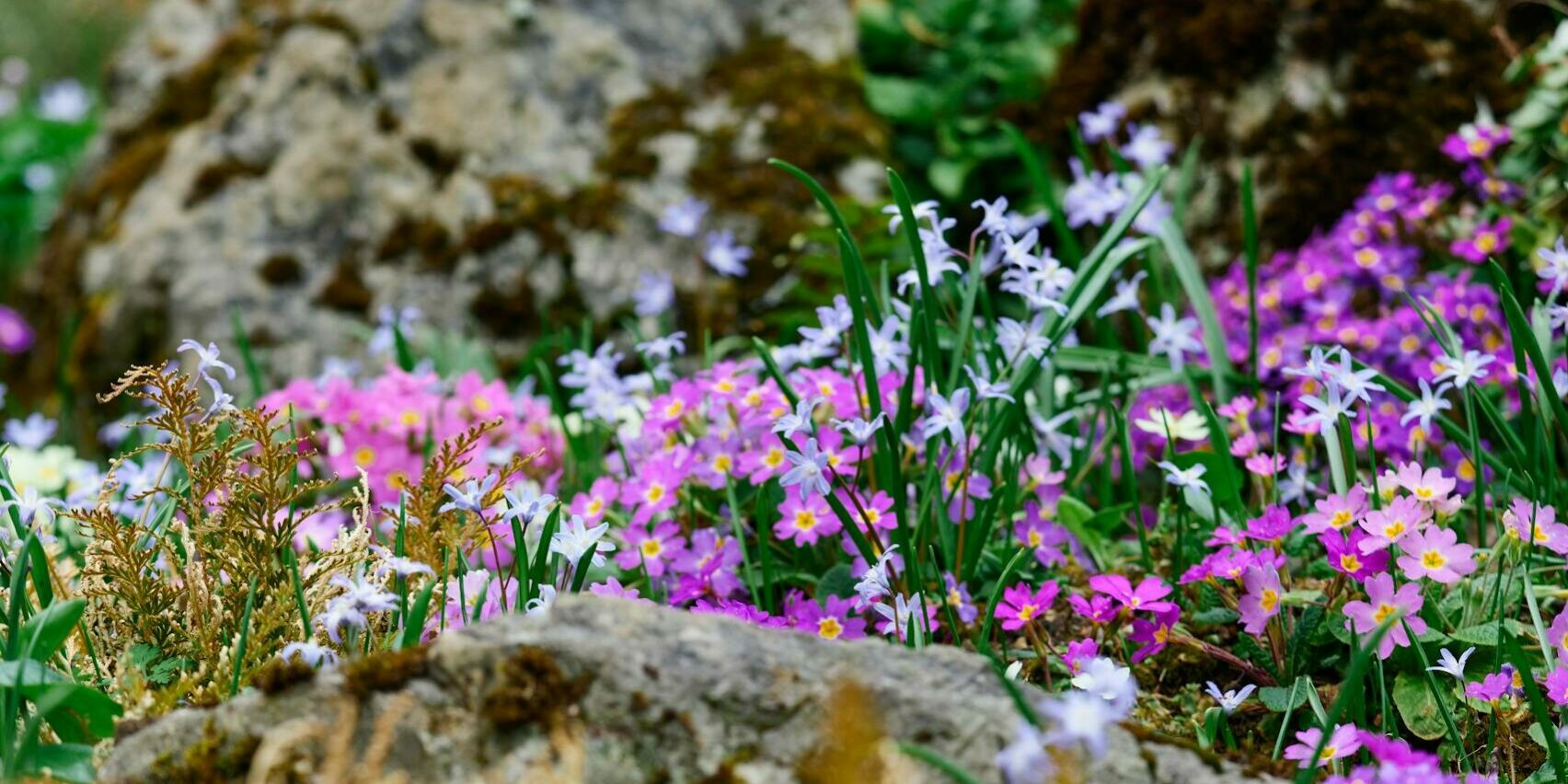 Colorful wildflowers blooming among rocks in a serene spring setting.