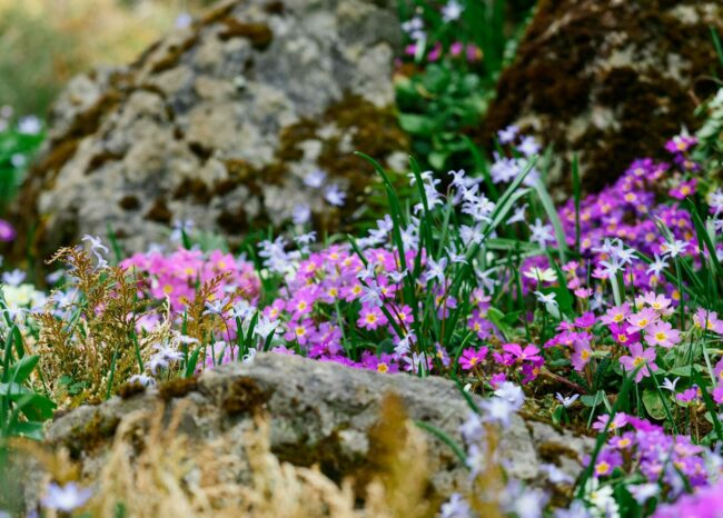 Colorful wildflowers blooming among rocks in a serene spring setting.