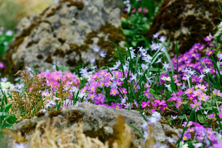 Photo par Robert Schwarz Colorful wildflowers blooming among rocks in a serene spring setting.