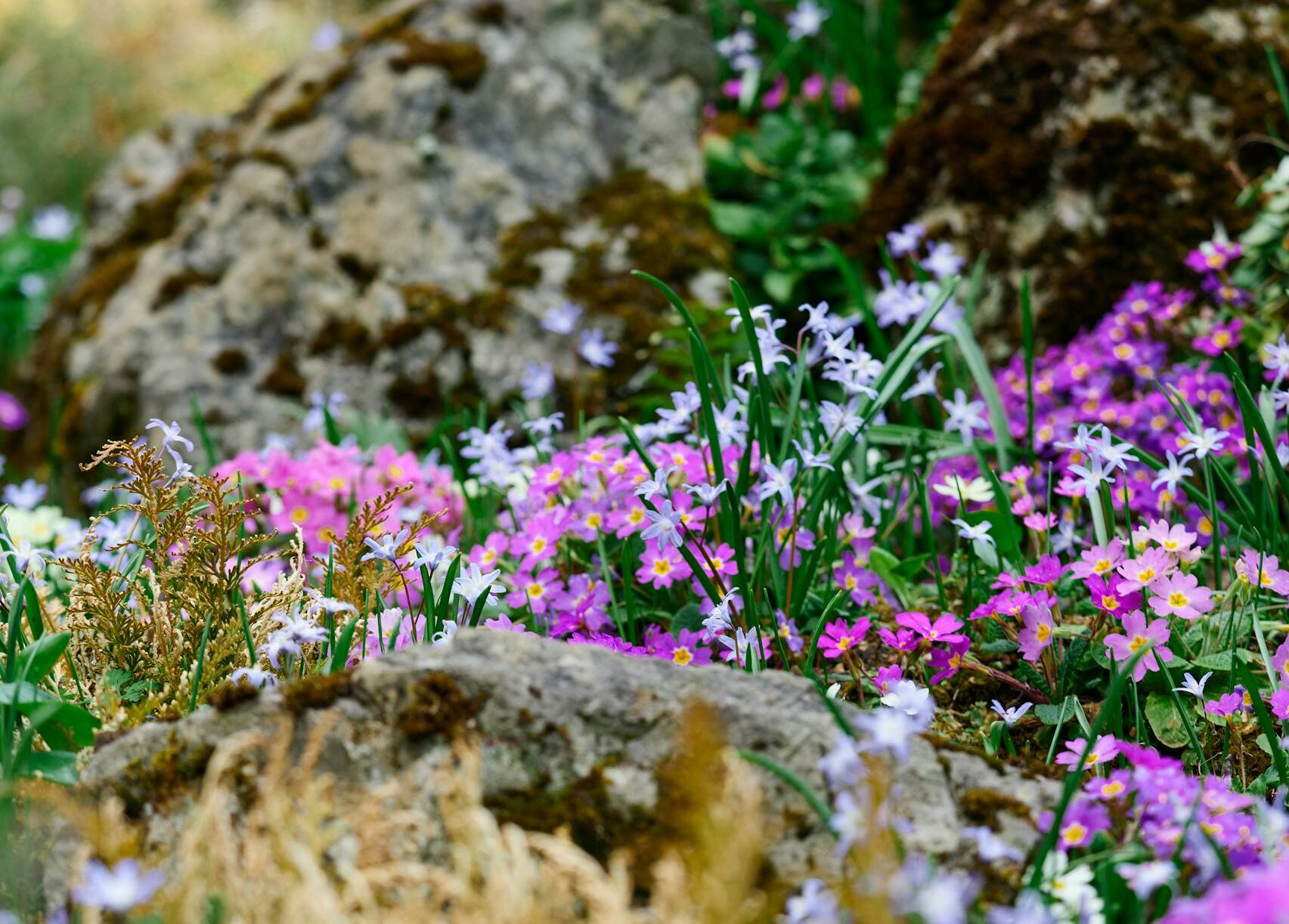 Colorful wildflowers blooming among rocks in a serene spring setting.